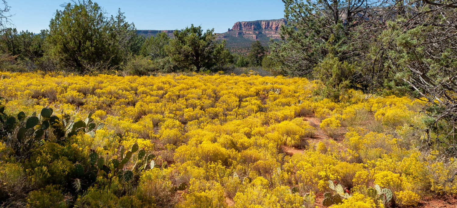 Sweet Psalms Sedona (HD) - Image 13